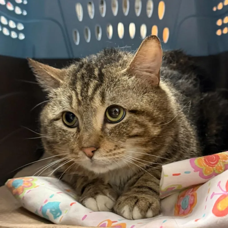 An adult large-sized male Domestic Short Hair cat named Tyler for adoption in Ewing, NJ