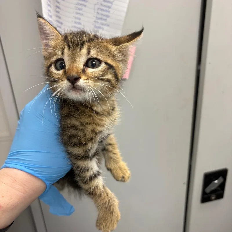 A baby small-sized male Brown / Chocolate Domestic Short Hair cat named Mickey for adoption in Columbiana, AL