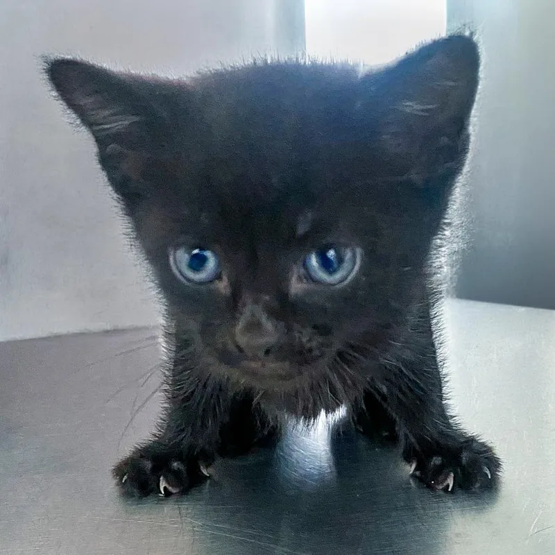 A baby small-sized male Black Domestic Short Hair cat named Acorn for adoption in Chapel Hill, NC