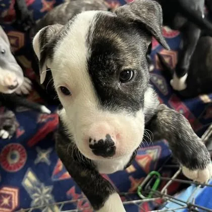 A baby medium-sized male Terrier dog named Pluto for adoption in Elk Grove Village, IL