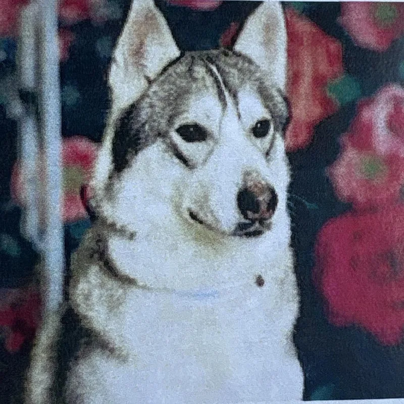 An adult medium-sized male White / Cream Husky dog named Lobo for adoption in Yuma, AZ