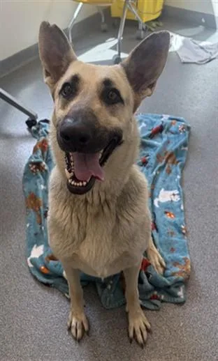 An adult large-sized female German Shepherd Dog dog named Liberty for adoption in Toledo, OH