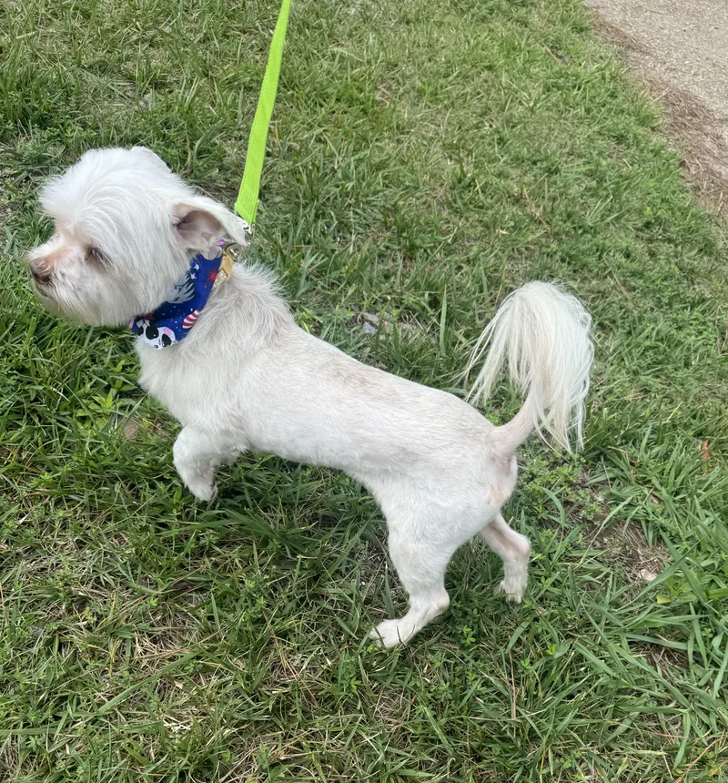An adult small-sized male White / Cream Shih Tzu dog named Haywood for adoption in Yorktown, VA