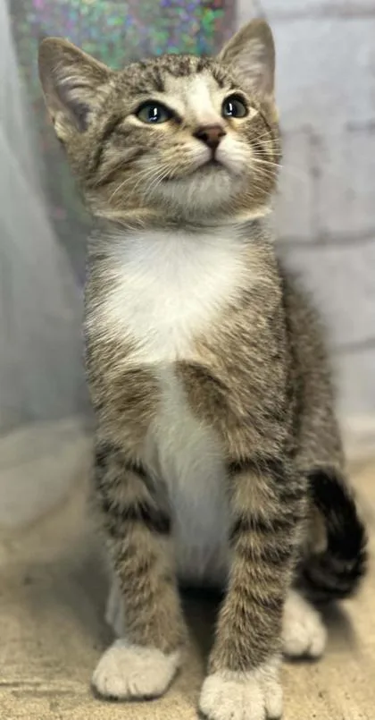 An adult small-sized male Domestic Short Hair cat named Cider for adoption in Shreveport, LA