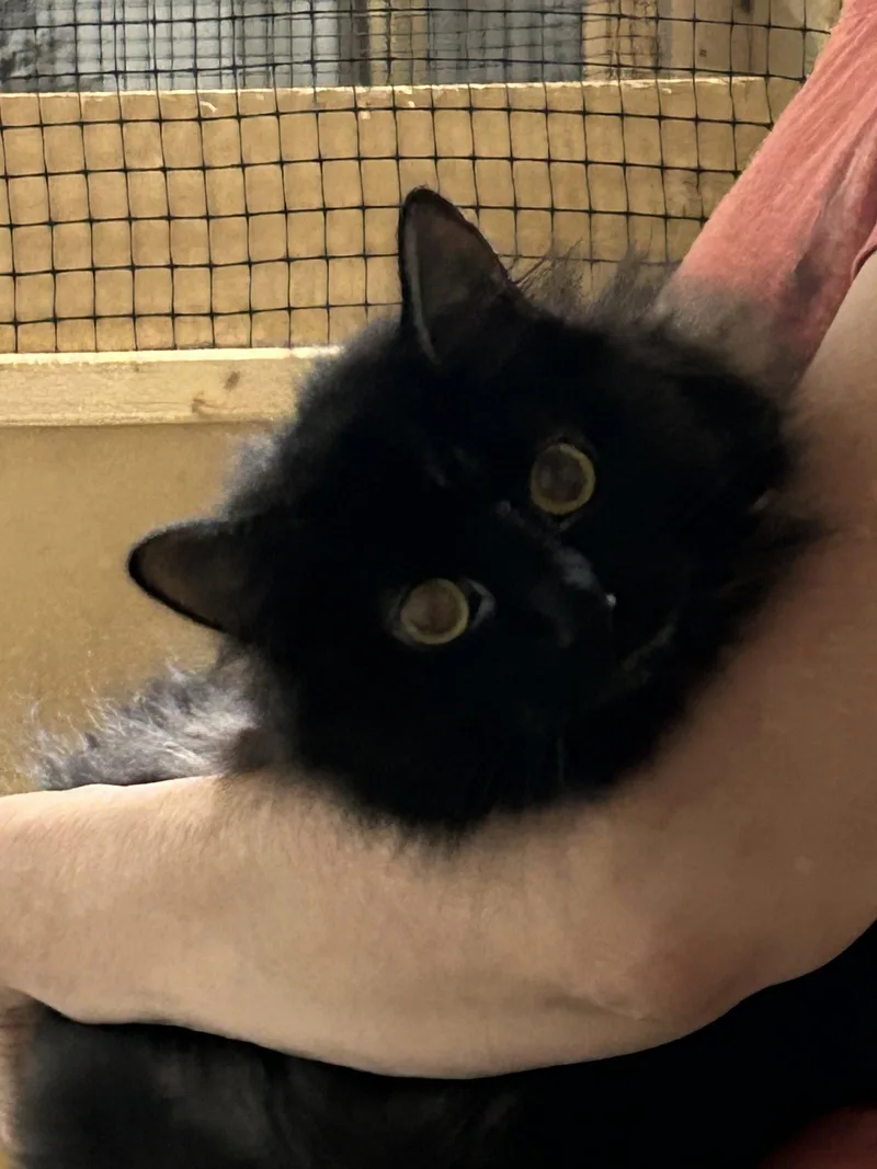 A young medium-sized female Black Domestic Long Hair cat named Serendipity for adoption in Walled Lake, MI