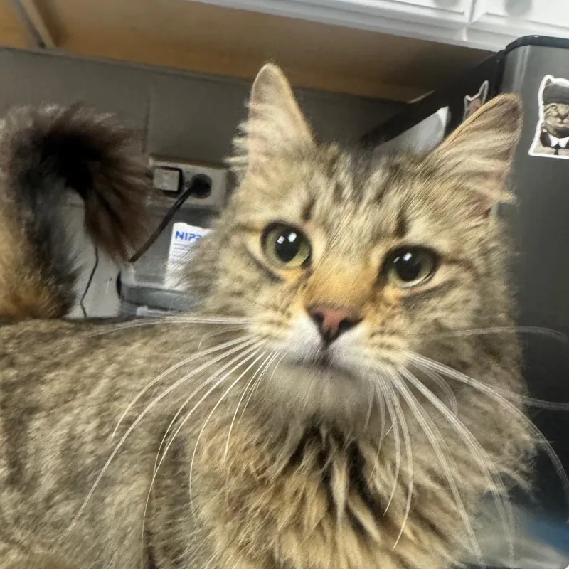 A young medium-sized female Gray / Blue / Silver Domestic Long Hair cat named Frappe for adoption in Greenville, SC