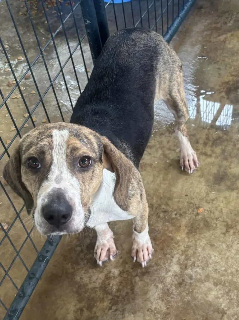 Jax Beagle