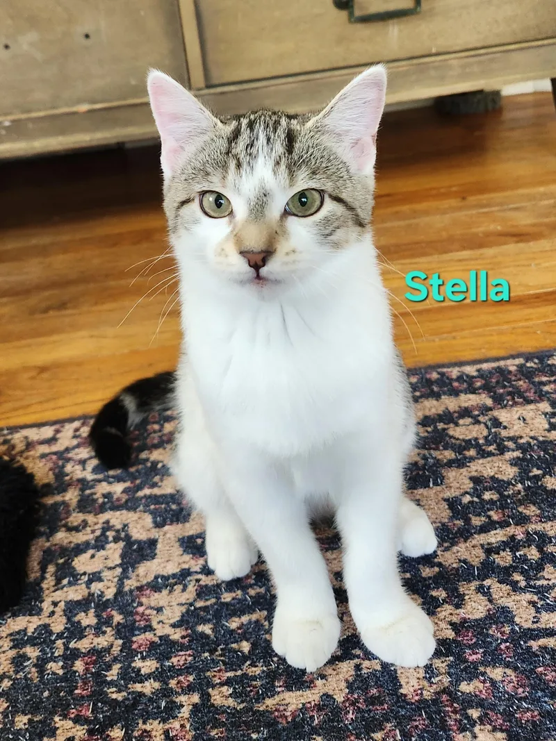 A baby small-sized female White Domestic Short Hair cat named Stella for adoption in Warminster, PA