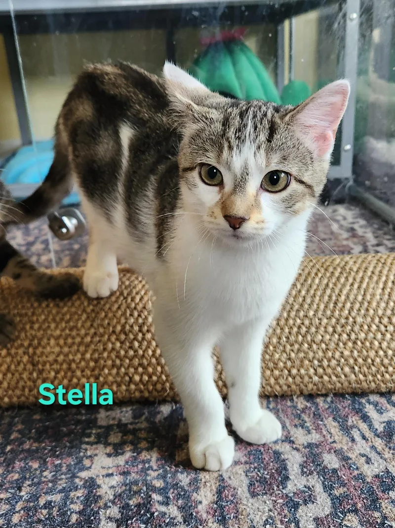 Stella thumbnail 2
