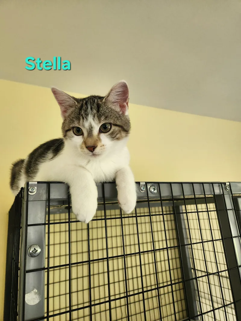Stella thumbnail 3