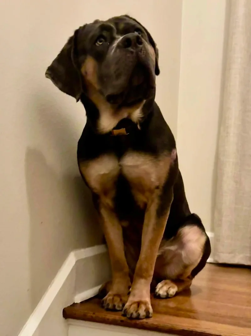 A young large-sized male Bicolor Cane Corso dog named Leo for adoption in Indianapolis, IN