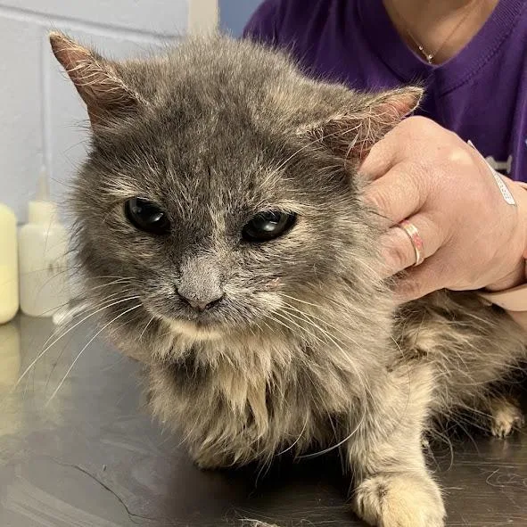 A senior medium-sized female Gray / Blue / Silver Domestic Long Hair cat named Junebug for adoption in DeKalb, IL