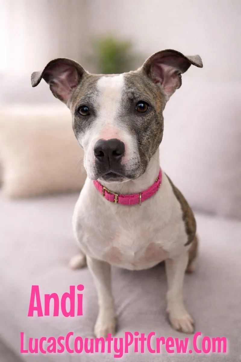 Andi
