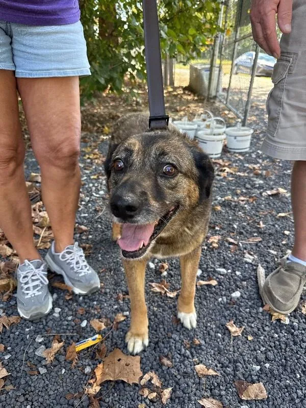 A senior medium-sized female Mixed Breed dog named Lucy for adoption in Alamo, TN