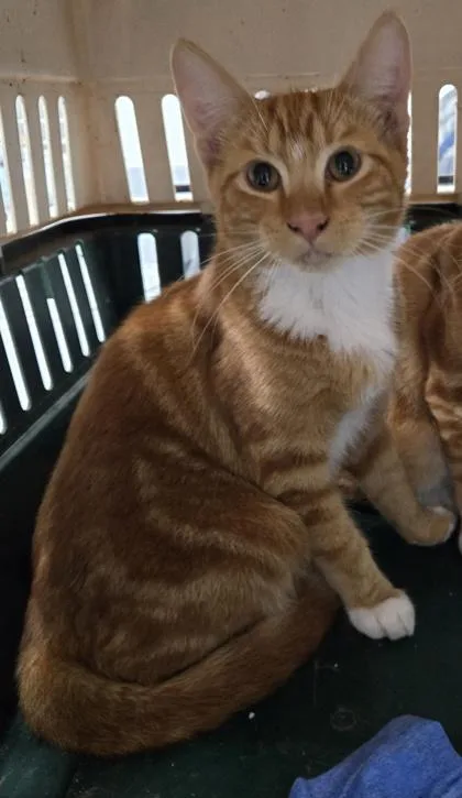 A baby small-sized male Domestic Short Hair cat named Butternut for adoption in Cumming, GA