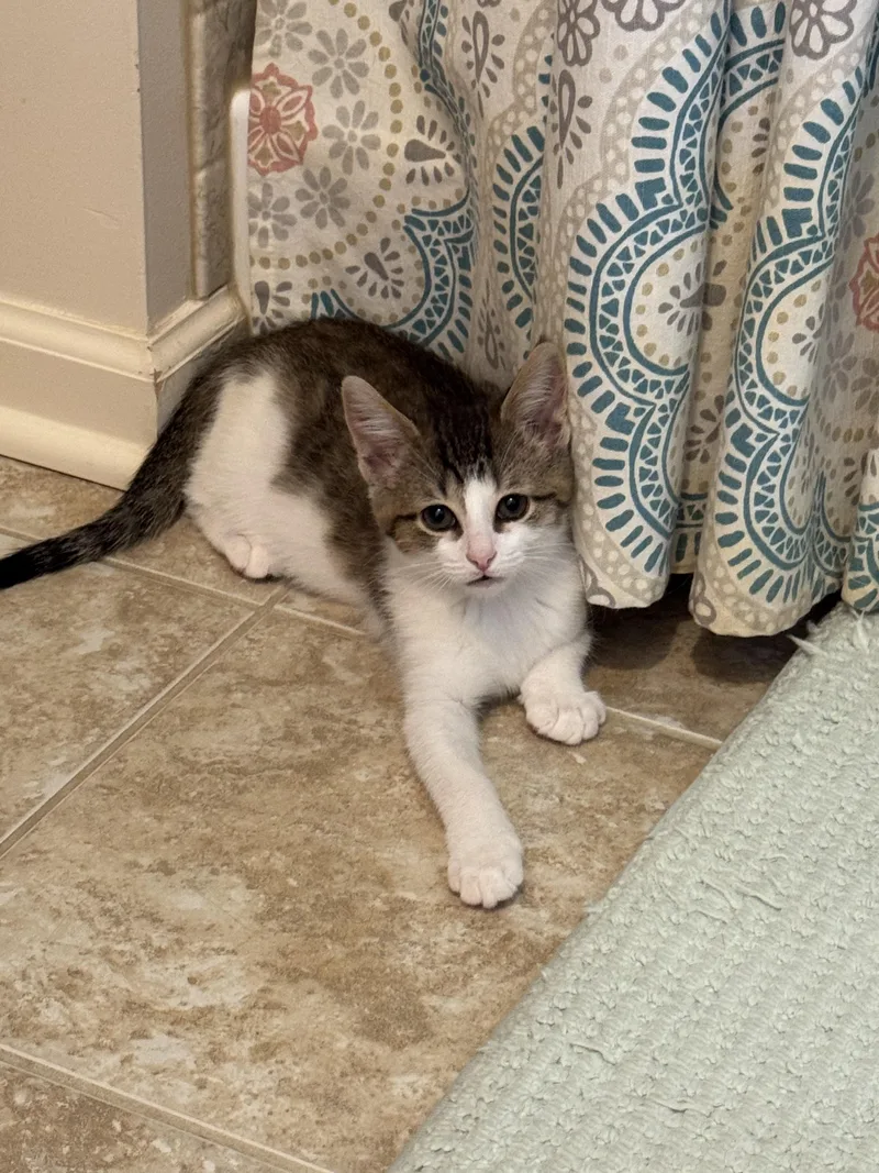 A baby small-sized female Tabby (Brown / Chocolate) Domestic Short Hair cat named Chassis for adoption in Brighton, MI
