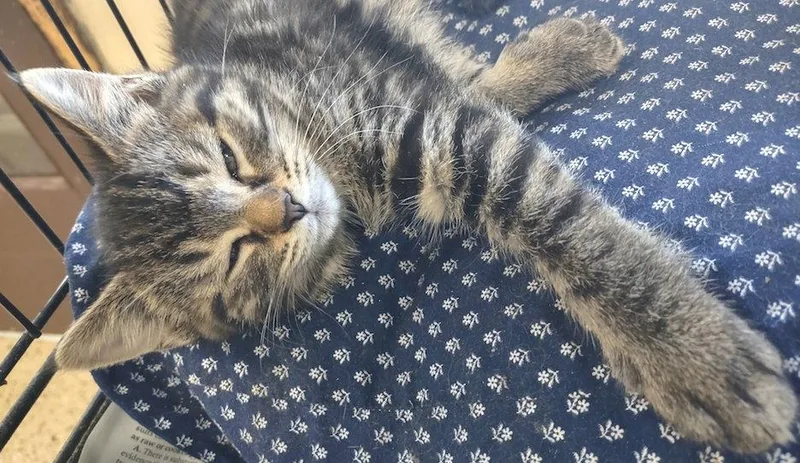 A baby medium-sized female Domestic Short Hair cat named Gamma for adoption in Albemarle, NC