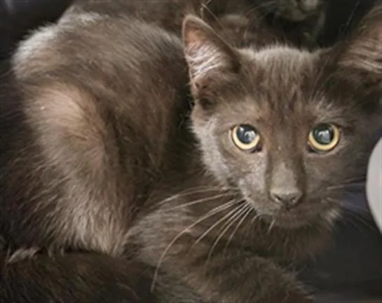 A baby small-sized male Domestic Short Hair cat named Stark for adoption in Van Nuys, CA