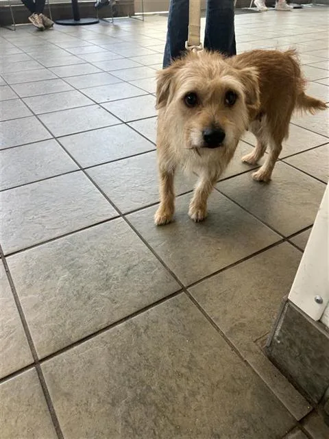 An adult small-sized female Chihuahua dog named Polly for adoption in San Antonio, TX