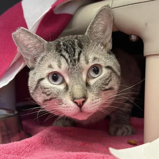 An adult medium-sized male Domestic Short Hair cat named Pooh Bear for adoption in Las Vegas, NV
