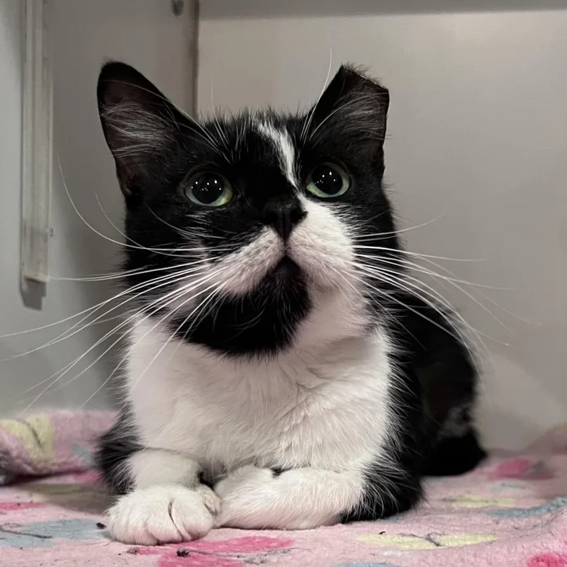 An adult small-sized female Black Domestic Short Hair cat named Possum for adoption in Durham, NC