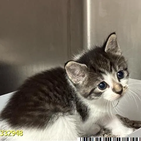 A baby small-sized female White Domestic Short Hair cat named Cherry for adoption in West Palm Beach, FL