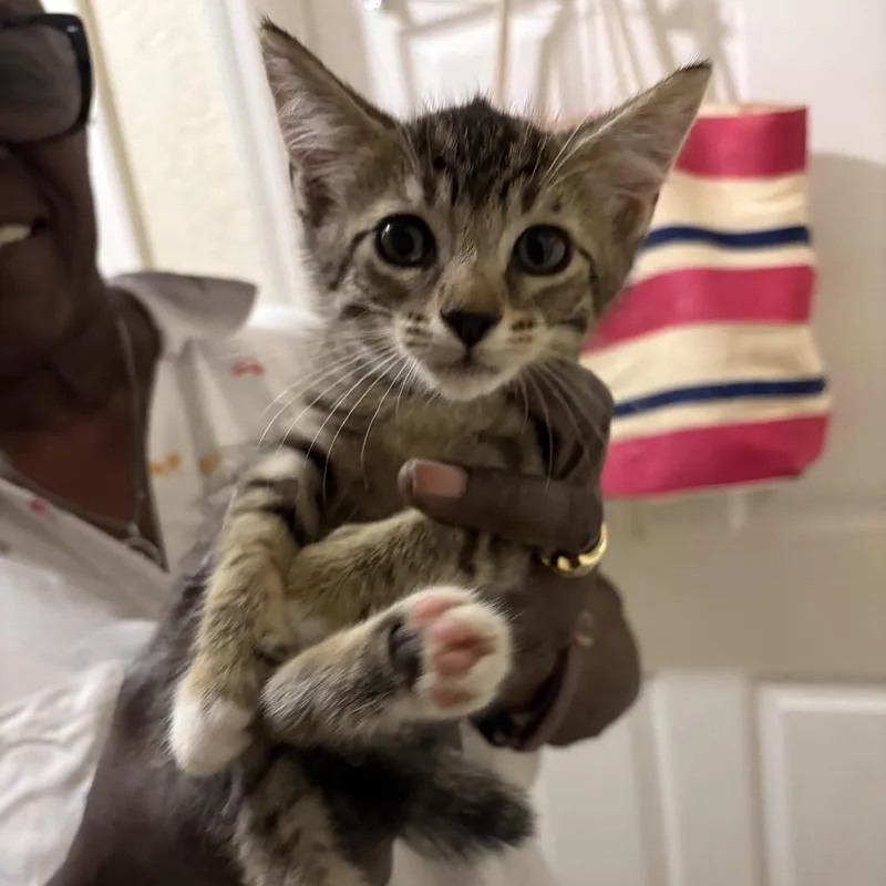 A baby small-sized female Brown / Chocolate Domestic Short Hair cat named Lumen for adoption in Hamburg, NY