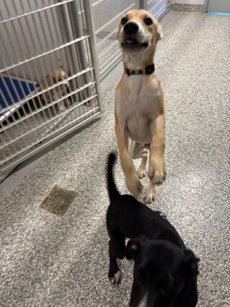 A baby medium-sized male Labrador Retriever dog named Patterson for adoption in Mustang, OK