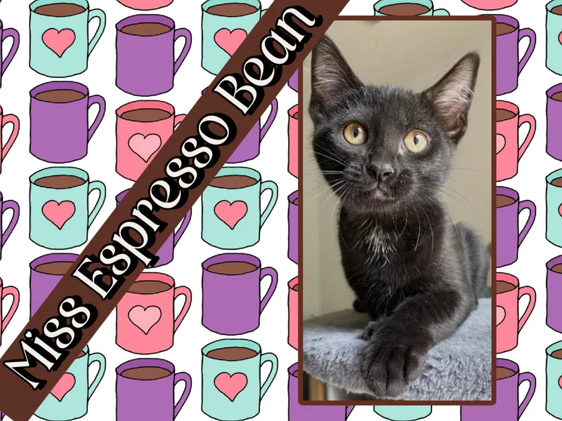 Espresso
