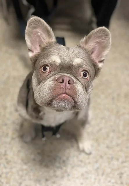 A young small-sized male French Bulldog dog named Brownie for adoption in Miami, FL