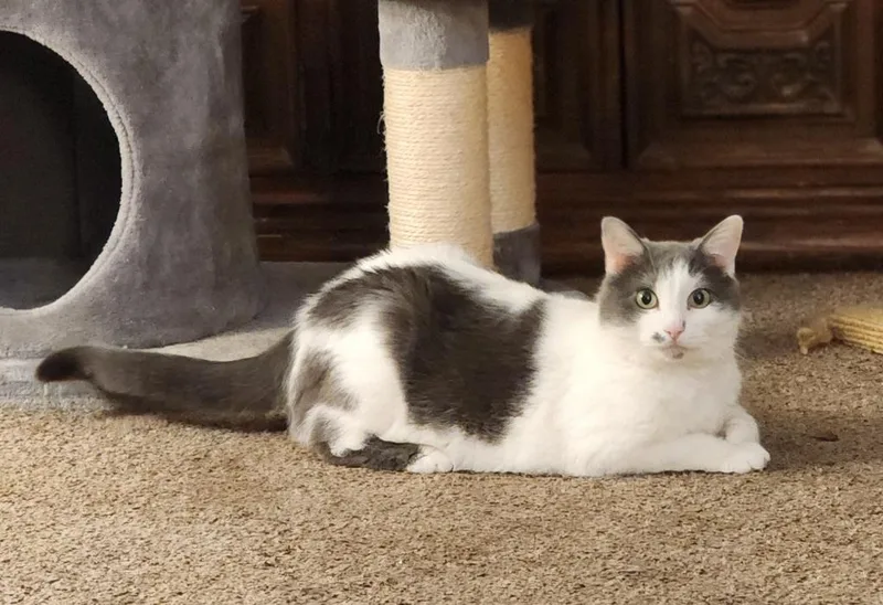 A senior medium-sized female Domestic Short Hair cat named Mickey for adoption in Great Bend, KS