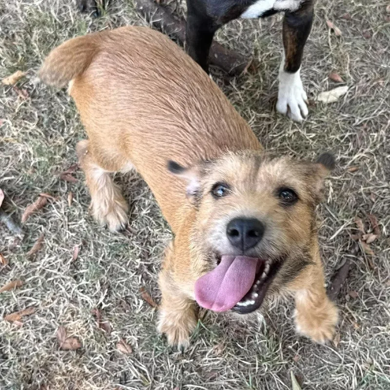 A baby medium-sized female Mixed Breed dog named Eden for adoption in Barrington, NH