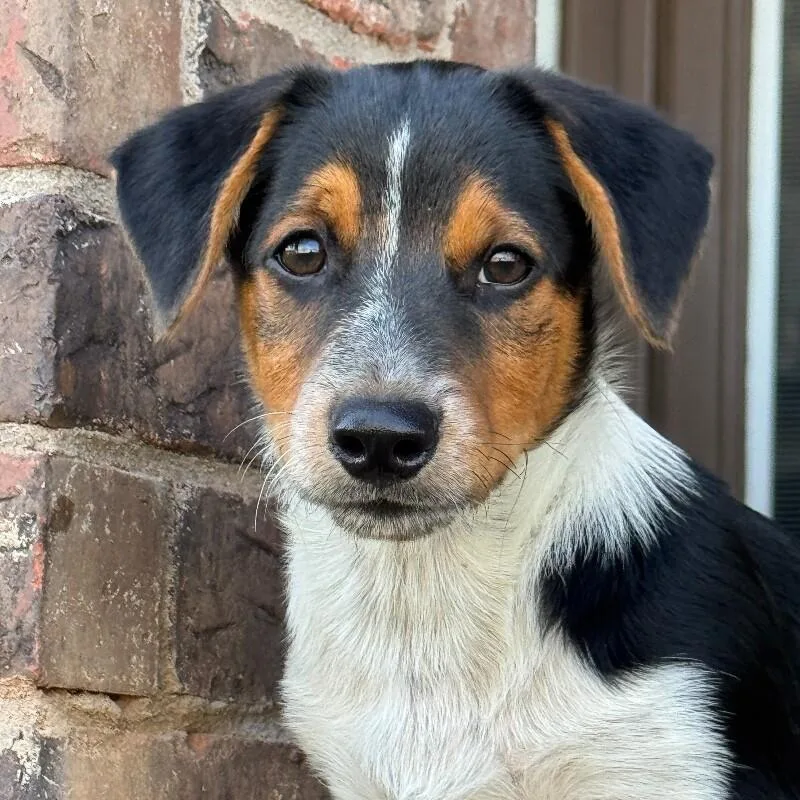 Bailey Bratwurst