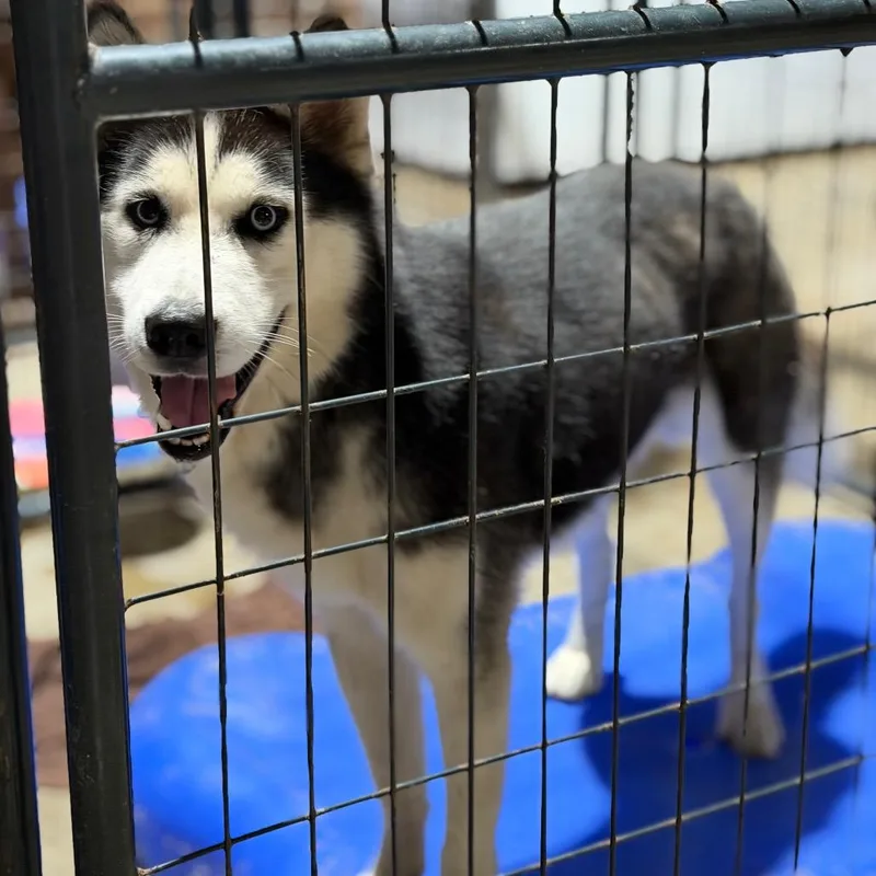 An adult medium-sized male Gray / Blue / Silver Siberian Husky dog named Poh for adoption in Fort Smith, AR