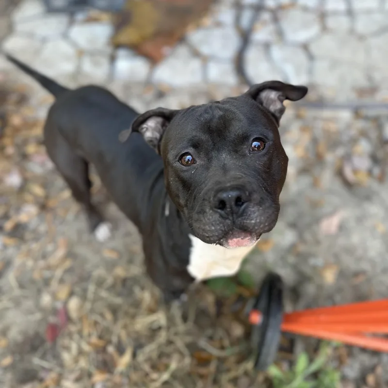 An adult large-sized male Black American Staffordshire Terrier dog named Tug for adoption in Columbia, SC