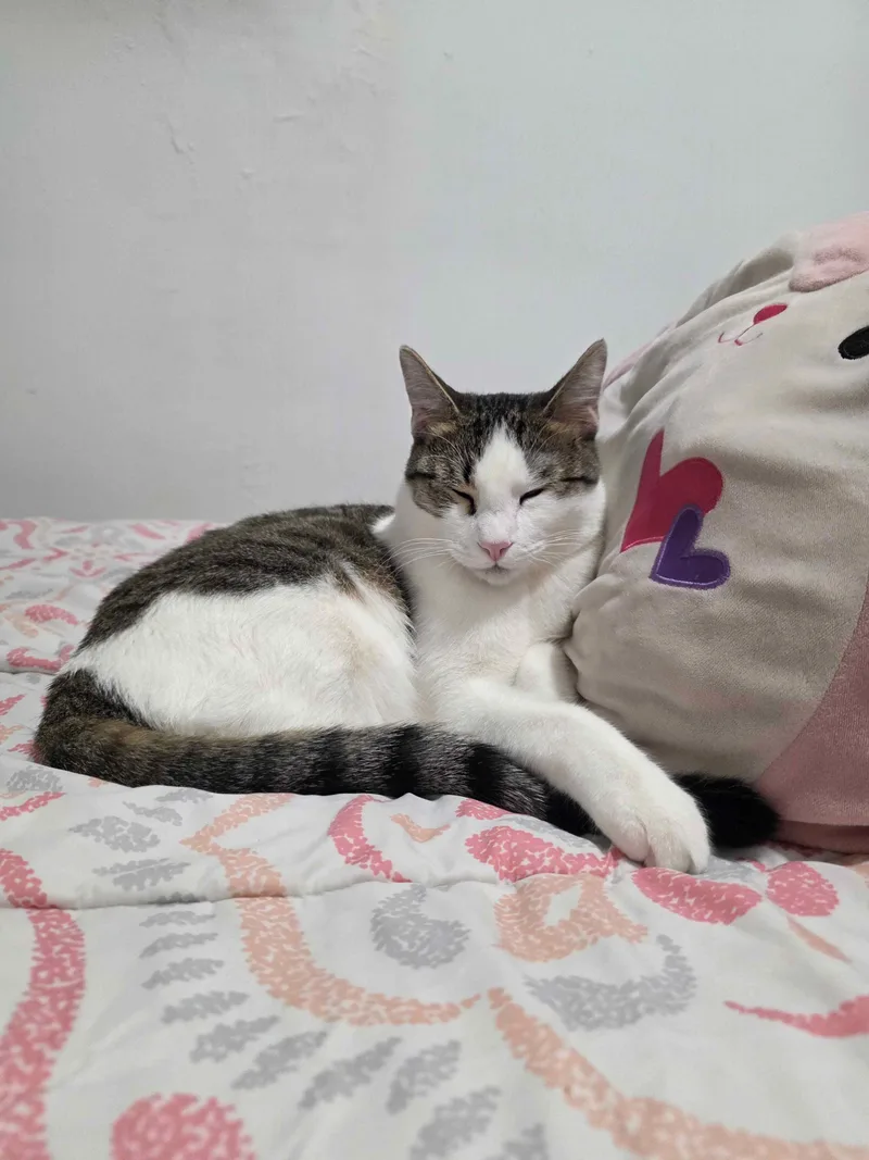 A young medium-sized male Gray & White Domestic Short Hair cat named Sesame for adoption in Pearland, TX