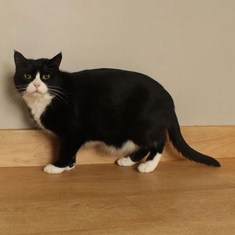 An adult large-sized male Black Domestic Short Hair cat named Sylvius C for adoption in Minnetonka, MN