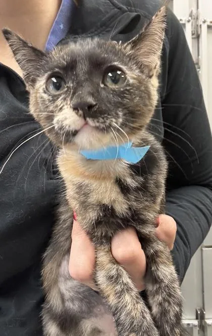 A baby medium-sized female Domestic Short Hair cat named Sweet P I for adoption in East Brookfield, MA