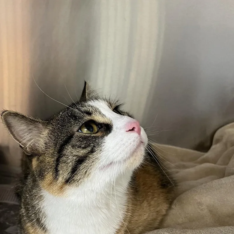An adult large-sized female Brown / Chocolate Domestic Short Hair cat named Violet for adoption in DeKalb, IL