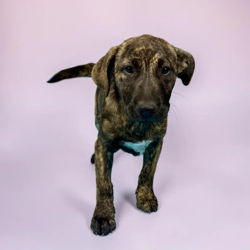 A baby large-sized female Brindle Mixed Breed dog named Nevada for adoption in Alvin, TX