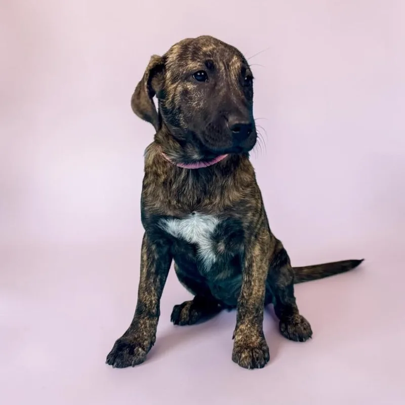 Nevada thumbnail 3