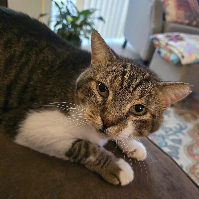 An adult medium-sized male Tabby (Gray / Blue / Silver) Tabby cat named Buddy for adoption in Grand Rapids, MI