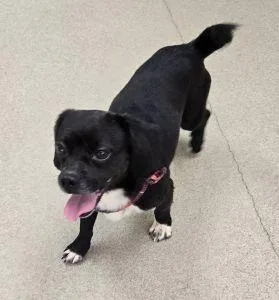 An adult small-sized male Beagle dog named Chief for adoption in Bucyrus, OH