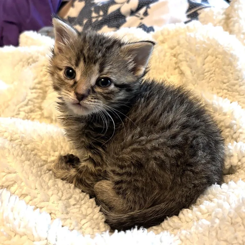 A baby small-sized female Brown / Chocolate Domestic Medium Hair cat named Nectarine for adoption in Monroe, MI
