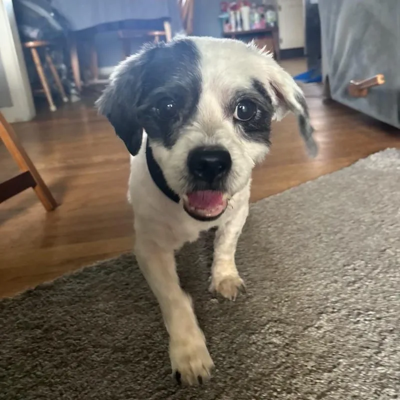 A senior small-sized male Shih Tzu dog named Howser for adoption in Philadelphia, PA