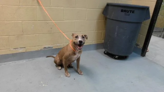 An adult large-sized female Pit Bull Terrier dog named Mama for adoption in Tulsa, OK