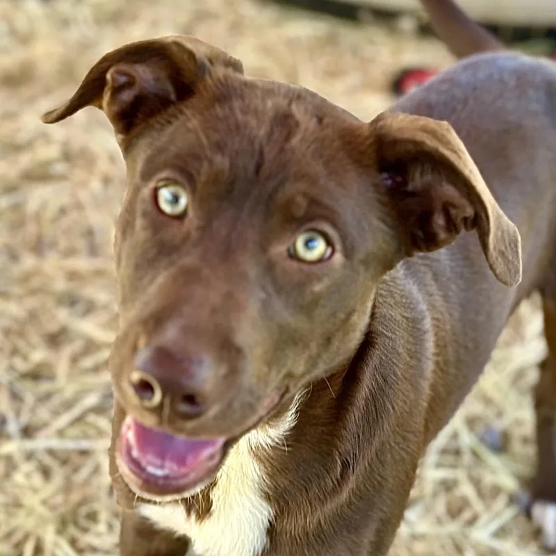 An adult medium-sized female Brown / Chocolate Australian Kelpie dog named Wilma for adoption in Point Richmond, CA