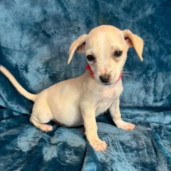 Brigid C thumbnail 3