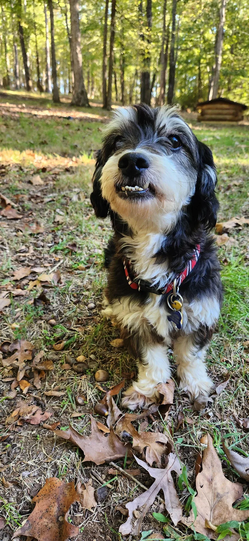 An adult medium-sized male Terrier dog named Ernest for adoption in Pittsboro, NC