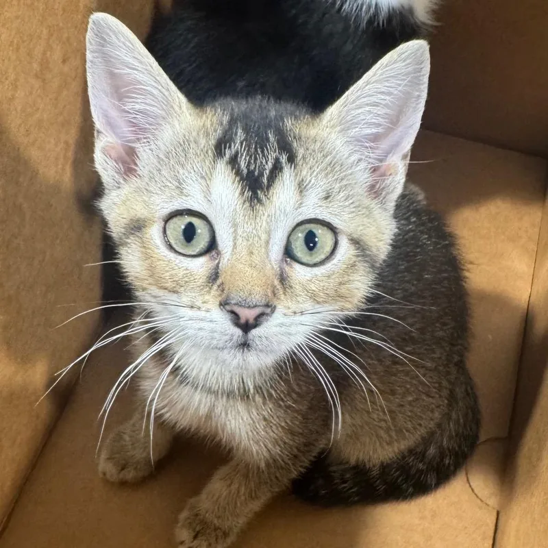 A baby small-sized female Brown / Chocolate Domestic Short Hair cat named Sherlock for adoption in Tampa, FL